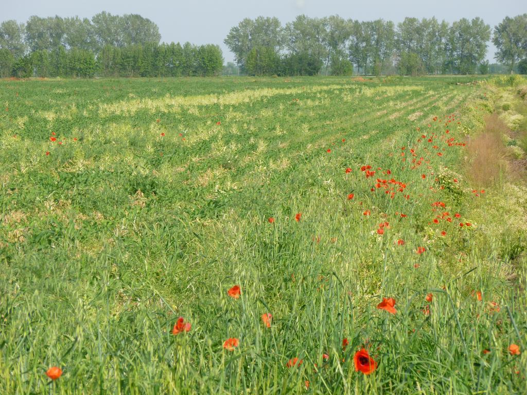 Agriturismo Corte Rocca San Giorgio di Mantova Exteriör bild